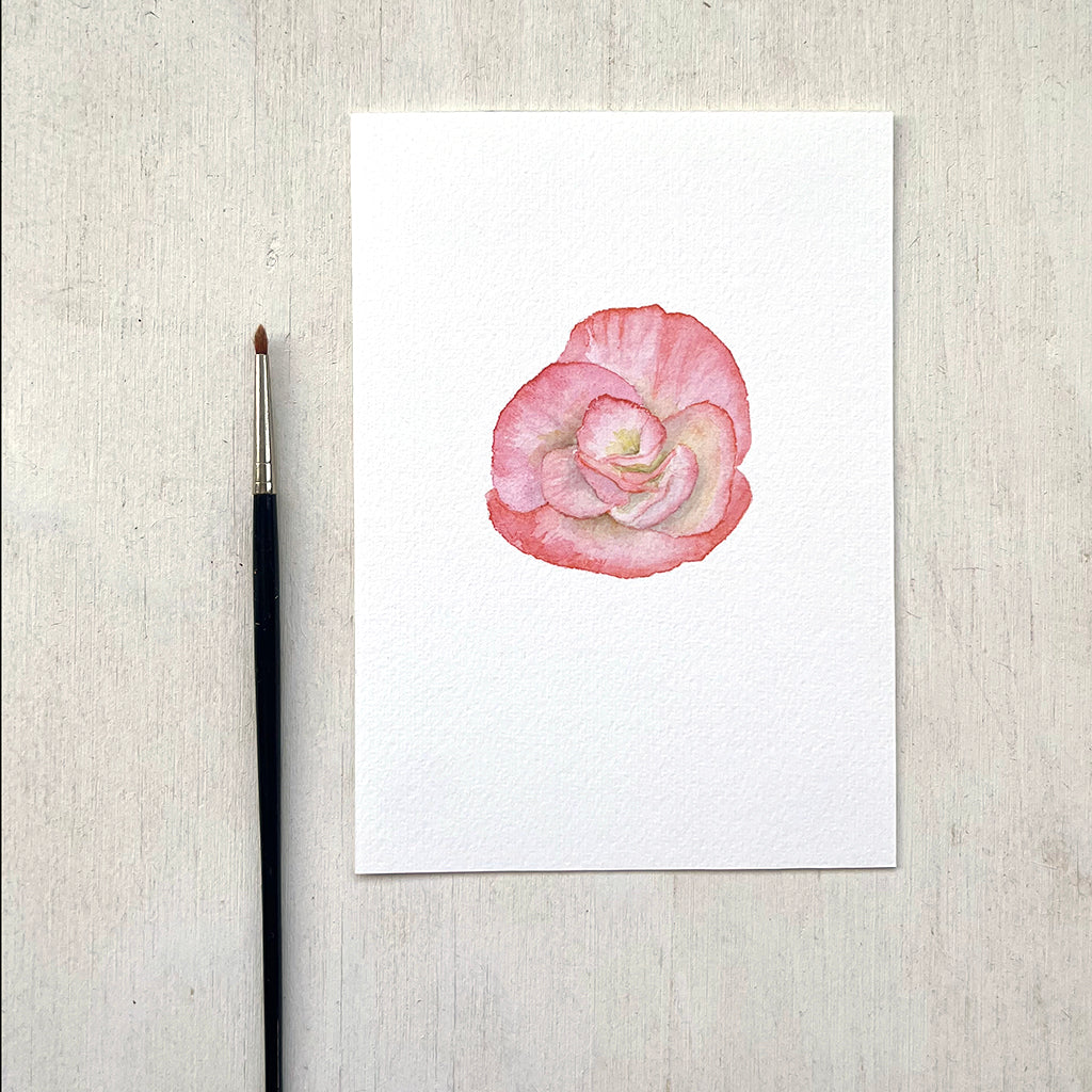 A detailed and delicate watercolour painting of a peachy coral begonia flower. Available as a 5 x 7 inch art print.