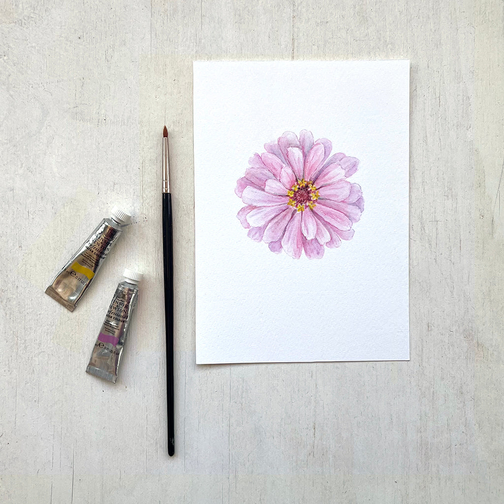 A print of a delicate pink zinnia painted in watercolour by artist Kathleen Maunder.